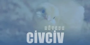 Rüyada Civciv